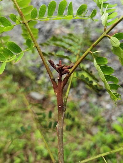 Stryphnodendron microstachyum, photographed by Eduardo Chacón Madrigal