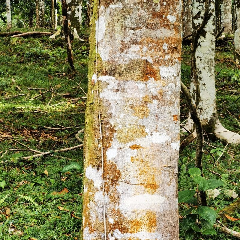 Stryphnodendron microstachyum, photographed by Eduardo Chacón Madrigal