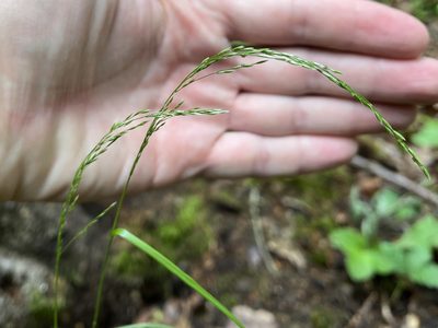 Poa nemoralis, photographed by Pavel Kacl
