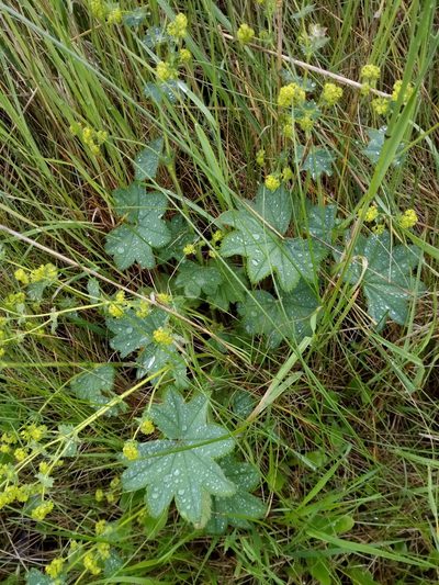 Alchemilla monticola, photographed by Vladimír Fuka
