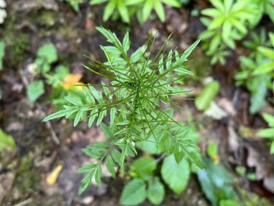 Cardamine impatiens, photographed by Pavel Kacl