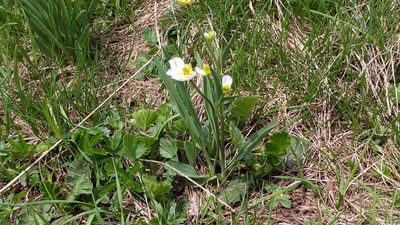 Ranunculus kuepferi, photographed by Philipp