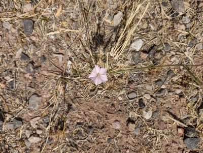 Convolvulus equitans, photographed by Alexandre Passos
