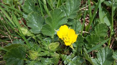 Geum montanum, photographed by Philipp