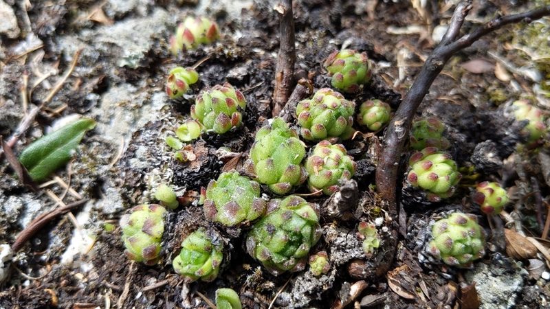 Sempervivum montanum, photographed by Philipp