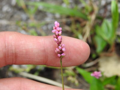 Persicaria longiseta, photographed by Yann Kemper