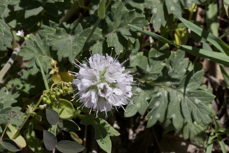 Hydrophyllum occidentale, photographed by Arvel Hernandez