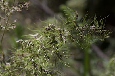 Poa bulbosa, photographed by Arvel Hernandez