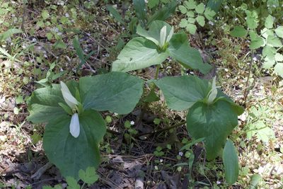 Trillium albidum, photographed by Arvel Hernandez