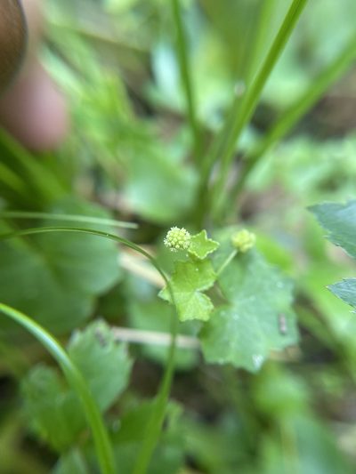 Hydrocotyle bowlesioides, photographed by Brandon Corder