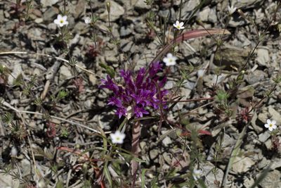 Allium falcifolium, photographed by Arvel Hernandez