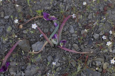 Allium falcifolium, photographed by Arvel Hernandez