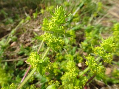 Cruciata laevipes, photographed by Thomas Koffel