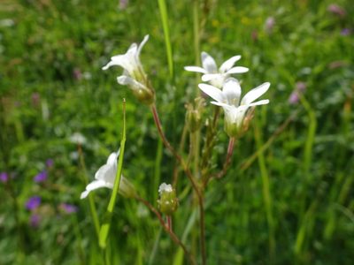 Saxifraga granulata, photographed by Thomas Koffel