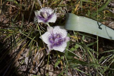 Calochortus coeruleus, photographed by Arvel Hernandez