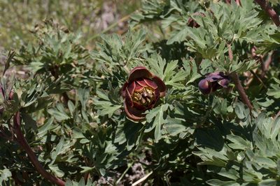 Paeonia brownii, photographed by Arvel Hernandez
