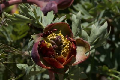 Paeonia brownii, photographed by Arvel Hernandez