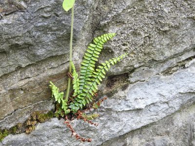 Asplenium platyneuron, photographed by Yann Kemper