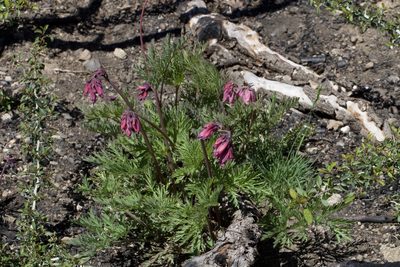 Dicentra formosa, photographed by Arvel Hernandez