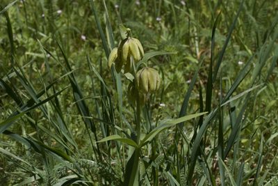 Fritillaria affinis, photographed by Arvel Hernandez