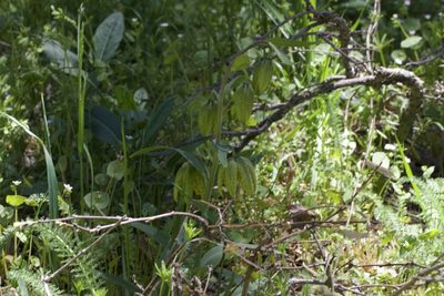 Fritillaria affinis, photographed by Arvel Hernandez