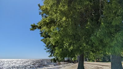 Taxodium distichum, photographed by Joseph Aubert