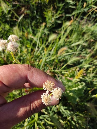 Oenanthe globulosa, photographed by Ivo Rosa