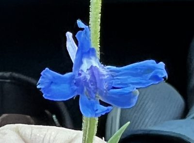 Delphinium carolinianum