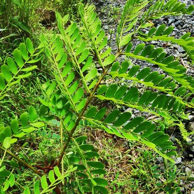 Stryphnodendron microstachyum, photographed by Eduardo Chacón Madrigal