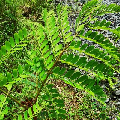 Stryphnodendron microstachyum, photographed by Eduardo Chacón Madrigal
