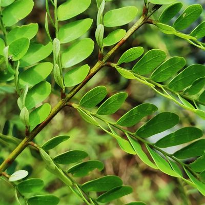 Stryphnodendron microstachyum, photographed by Eduardo Chacón Madrigal