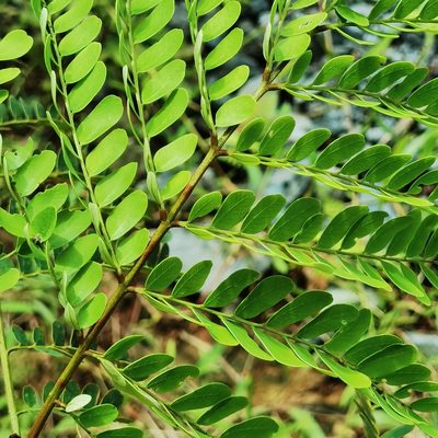 Stryphnodendron microstachyum, photographed by Eduardo Chacón Madrigal