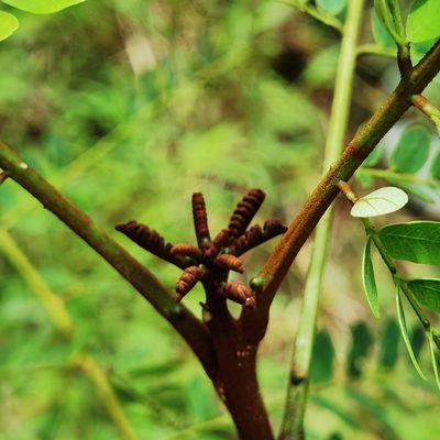 Stryphnodendron microstachyum, photographed by Eduardo Chacón Madrigal