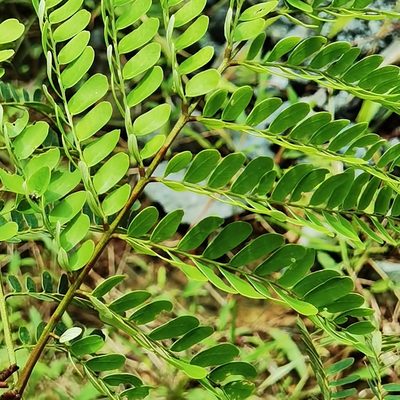 Stryphnodendron microstachyum, photographed by Eduardo Chacón Madrigal