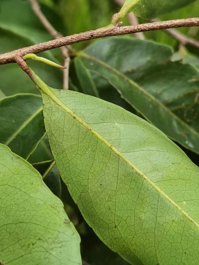 Sacoglottis trichogyna, photographed by Eduardo Chacón Madrigal