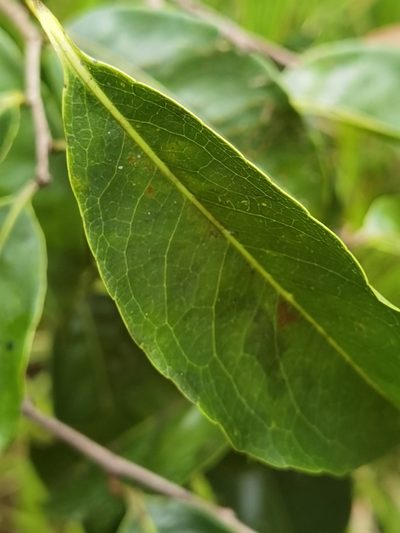Sacoglottis trichogyna, photographed by Eduardo Chacón Madrigal