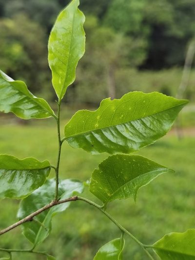 Lecythis ampla, photographed by Eduardo Chacón Madrigal