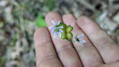 Allium canadense, photographed by John Abrams