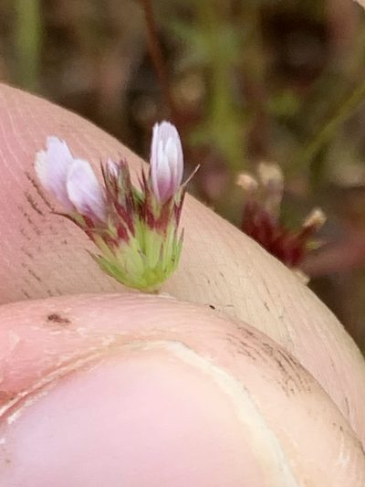 Trifolium oliganthum, photographed by Spencer Quayle