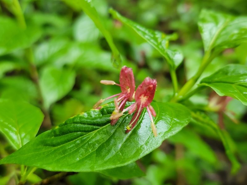 Lonicera alpigena, photographed by Elias