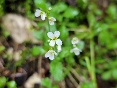 Arabis alpina, photographed by Elias
