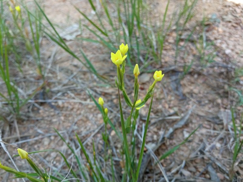 Centaurium maritimum, photographed by Josep Gesti