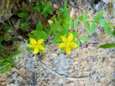 Hypericum humifusum, photographed by Josep Gesti