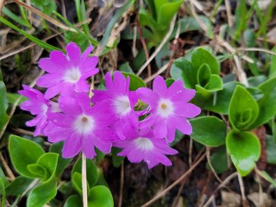 Primula clusiana, photographed by Elias