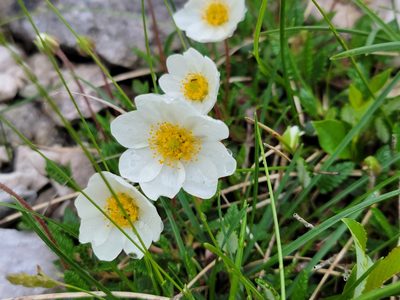 Dryas octopetala, photographed by Elias