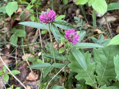 Trifolium alpestre, photographed by Pavel Kacl