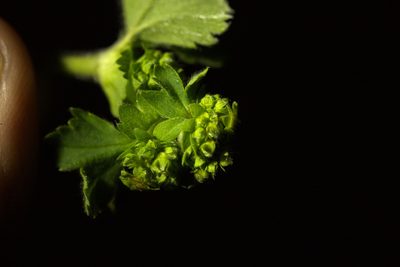 Alchemilla propinqua, photographed by Вячеслав Юсупов