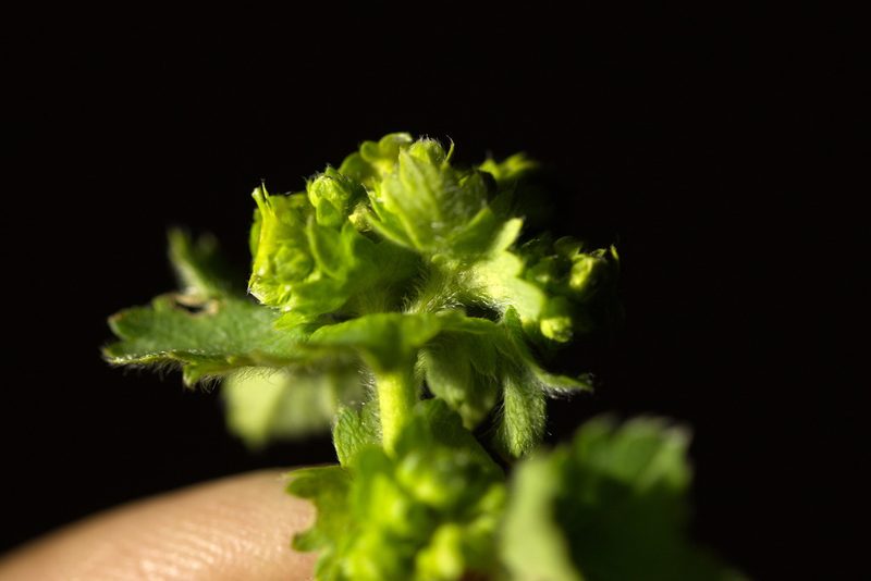 Alchemilla propinqua, photographed by Вячеслав Юсупов