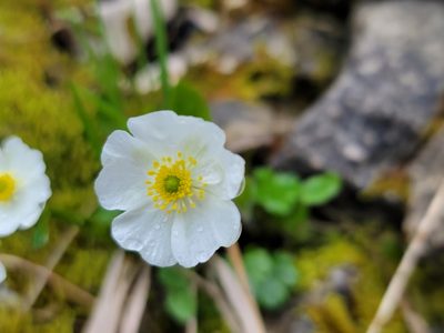 Ranunculus alpestris, photographed by Elias
