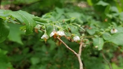Vaccinium stamineum, photographed by botanygirl